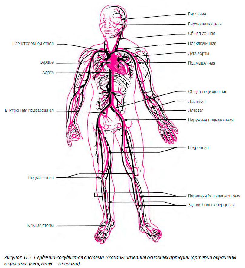 Сердечно-сосудистая система. Указаны названия основных артерий (артерии окрашены в красный цвет, вены — в черный)