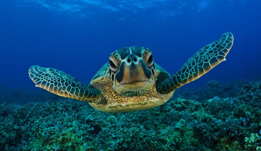 Черепаха в океане