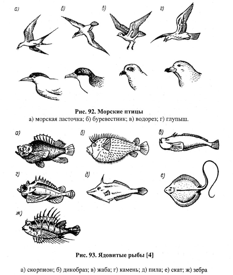 Морские птицы и ядовитые рыбы