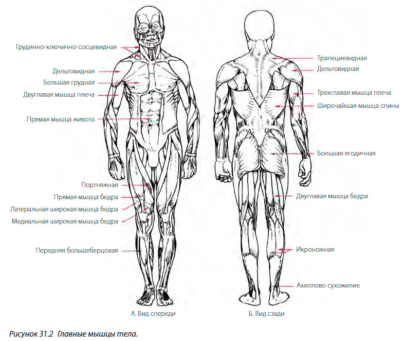 Главные мышцы тела