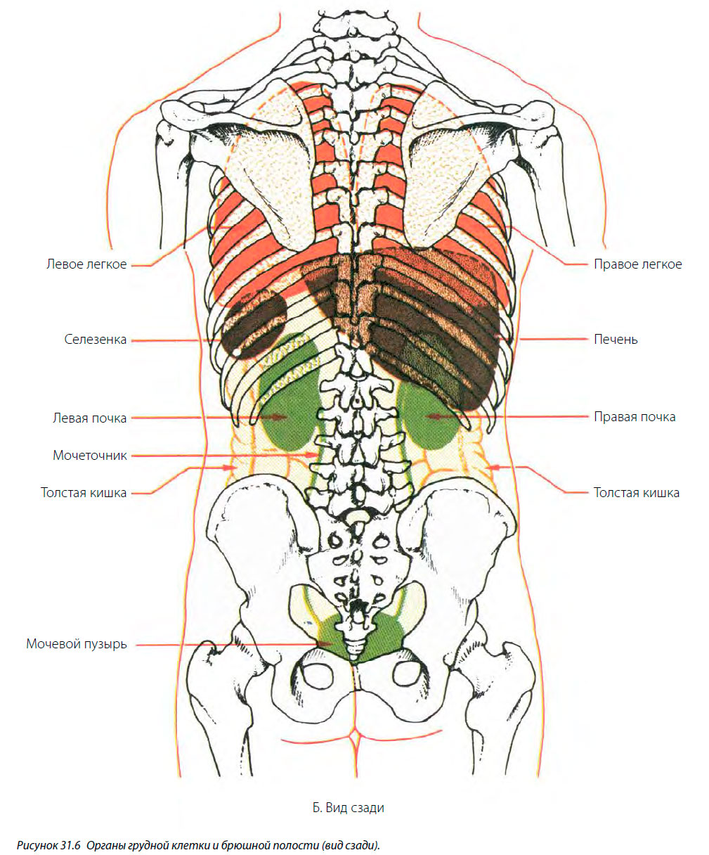 Органы грудной клетки и брюшной полости (вид сзади)